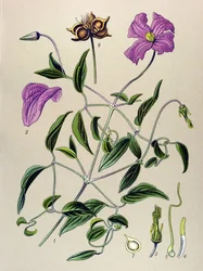 Tavola botanica. Pianta velenosa: clematide viticella (Clematis viticella)