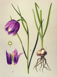 Tavola botanica, pianta velenosa: Fritillaria meleagris