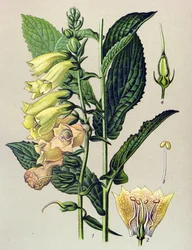 Tavola botanica, pianta: Digitale a grandi fiori (Digitalis grandiflora)