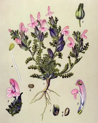 Tavola botanica, pianta: pedicularis sylvatica