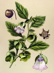 Tavola botanica, pianta: Pera del Perù o mela del Perù