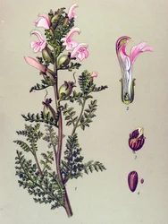 Tavola botanica, pianta: pedicolare delle paludi (Pedicularis palustris)