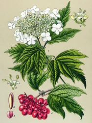 Tavola botanica, pianta: viburno (Viburnum opulus)