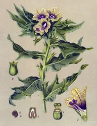 Tavola botanica, pianta: giusquiamo nero (Hyoscyamus niger)