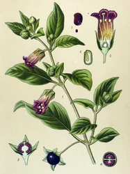 Tavola botanica, pianta della belladonna (Atropa belladonna)