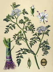Tavola botanica, pianta velenosa e medicinale: oenante acquatica (Oenanthe aquatica)