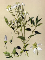 Tavola botanica, pianta velenosa e medicinale: Clematide eretta (Clematis recta)