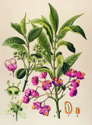 Tavola botanica, pianta velenosa: fusaggine europea (Euonymus europaeus)