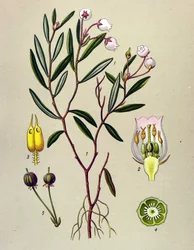 Tavola botanica, pianta velenosa: andromeda (Andromeda polifolia)