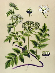 Tavola botanica, pianta velenosa: berle (Berula angustifolia)