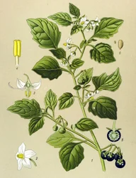 Tavola botanica, pianta velenosa: Erba morella (Solanum nigrum)
