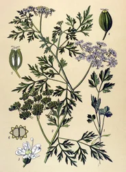 Tavola botanica, pianta velenosa: Prezzemolo del cane o falso prezzemolo (Aethusa cynapium)