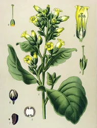 Tavola botanica, pianta velenosa: tabacco Mapacho bianco (Nicotiana rustica) (Nicotiana tabacum)