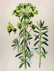 Tavola botanica, pianta velenosa: euforbia peplo (Euphorbia peplus)