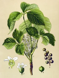 Tavola botanica, pianta velenosa (tossica): sommacco rampicante (Rhus toxicodendron)