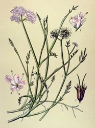 Tavola botanica, pianta velenosa (tossica): oenanthe fistulosa