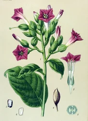 Tavola botanica, pianta velenosa: tabacco ornamentale (Nicotiana tabacum)