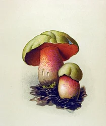Tavola botanica con fungo tossico (velenoso): boletus lupinus (Boletus lupinus)