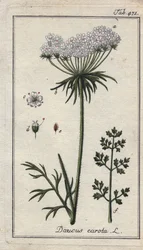 Fiore di carota
