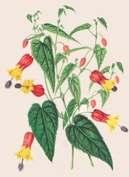Illustrazione botanica di Abutilon megapotamicum, abutilon