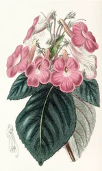 Achimenes grandiflora