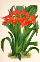 Ada aurantiaca