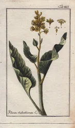 Foglie di rabarbaro