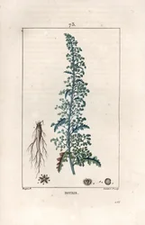Botris (Chenopodium botrys) - Incisione di Lambert fils, da un disegno di Pierre Jean Francois Turpin (1775-1840), da La flore médicale, di Chaumeton, Poiret et Chamberet, Parigi 1830