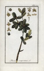 Bosso sempreverde. Litografia da 