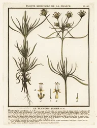 Piantaggine ramificata, Plantago indica