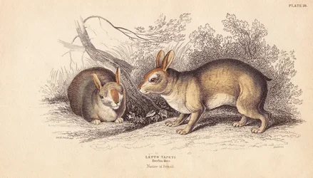 Coniglio brasiliano, Sylvilagus brasiliensis