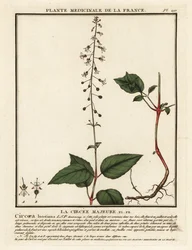 Circaea lutetiana