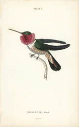 Colibrì codalarga, Selasphorus platycercus (colibrì tricolore, Trochilus tricolor). Incisione su acciaio colorata a mano di William Lizars dalla «Naturalist