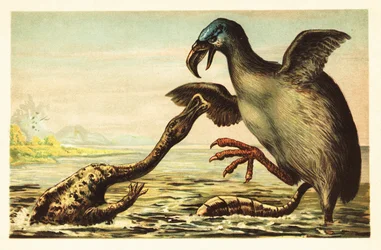 Brontornis che combatte un Hadrosaurus. 1908