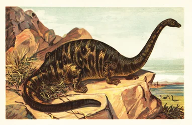 Brontosaurus excelsus, specie estinta di gigantesco quadrupede