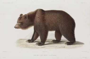 Orso bruno, Kamchatka, Russia