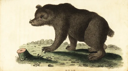 Orso bruno, Ursus arctos
