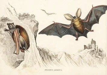 Pipistrello marrone dalle orecchie lunghe o pipistrello comune dalle orecchie lunghe. Incisione in acciaio colorata a mano da Georg Friedrich Treitschke