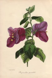 Bougainvillea spectabilis (La bougainvillea). Litografia colorata a mano disegnata da Samuel Holden per Sir Joseph Paxton in "Magazine of Botany," Londra, W.S. Orr