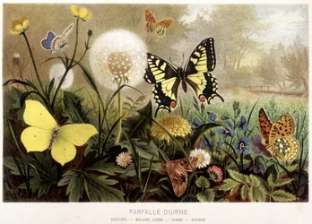 Farfalle nella neve in "La Vita degli animali" di A.E. Brehm, Torino