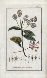 Lillà della California. Litografia da 
