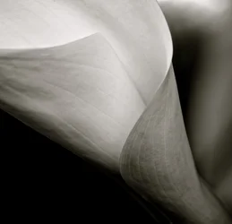 Callalily, 2015