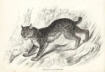 Lince canadese, Lynx canadensis (Felis canadensis). Litografia colorata a mano dalla 