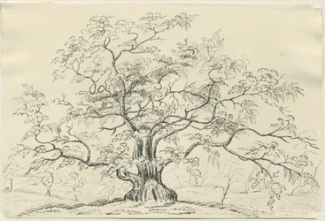 Cannock Chase: disegno a penna e matita, XIX secolo