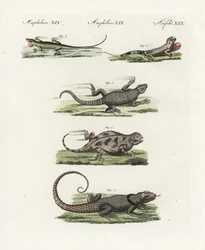 Lucertola con cintura del Capo (sauriano africano), Cordylus cordylus 1, lucertola di Cuvier del Madagascar, Oplurus cuvieri 2, lucertola cornuta di montagna, Phrynosoma orbiculare 3, anole giamaicano, Anolis garmani 4, e anole verde