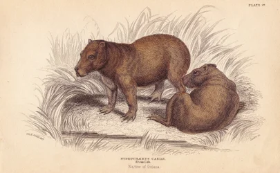 Capibara, Hydrochoerus hydrochaeris
