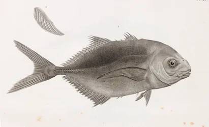 Caranx Sauteur (dettaglio)
