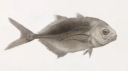 Caranx Sauteur (dettaglio)