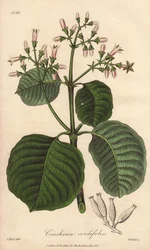 Corteccia di Cartagena, Cinchona cordifolia