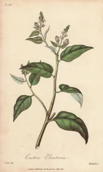 Cascarilla (Croton eleuteria) - Acquaforte di William Clarke per illustrare “Botanica medica, descrizione delle piante medicinali di Londra, Edimburgo e Dublino” di John Stephenson e James Morss Churchill
